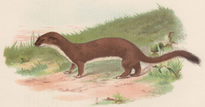 Ermine or Large Weasel (winter coat)